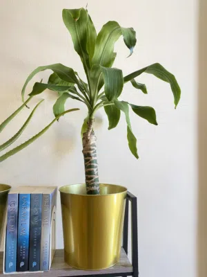 Plant with pot