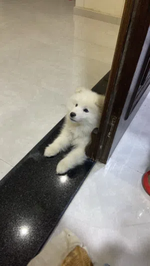 كلب سامويد للبيع جرو عمرو شهرين بيور اصلي ولعوب للبيع بداعي السفر ماخد المطعوم الأول ونضيف