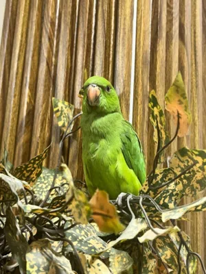 ببغاء ذرة هندي