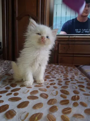 chat persan femelle 40 jours
