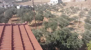 مزرعة مع بيت لقطة للبيع