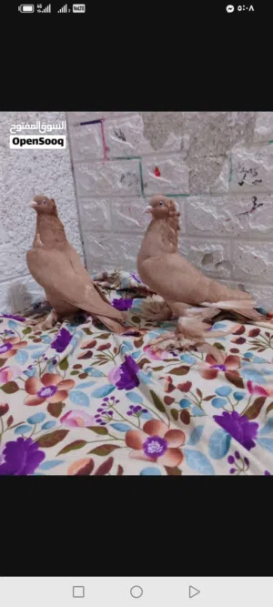 حمام راعب اصفر