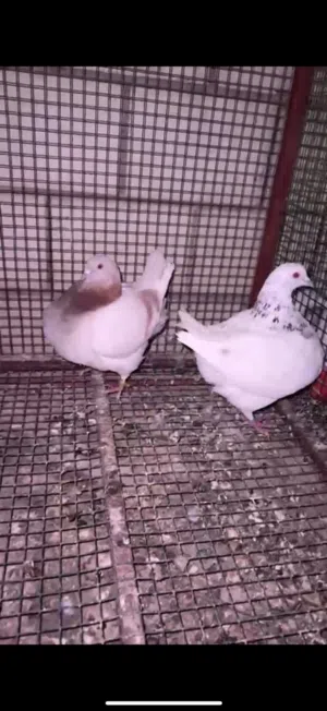 ازواج تاكسن فواخر