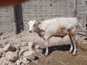 ‏أبقار‏2