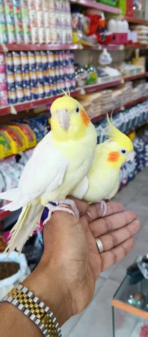 ببغاء كوكتيل اليف ولعوب