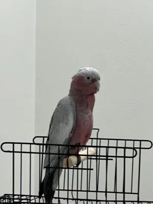 كوكاتو قالا