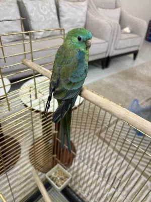 بغباء جراس عمره 4 شهور