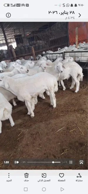 يوجد لدينا جميع انواع الذبايح حري نعيمي سواكني رفيدي مرابي