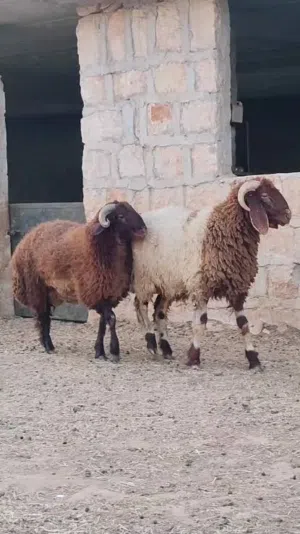 اضاحي العيد لحم. تسمين واصل لباب بيتك