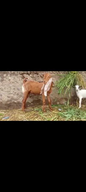 جدي حجازي عمر 10اشعر