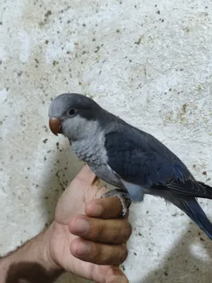 كويكر الراهب اليف للبيع