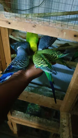 4 Sale Budgie  Quality Birds