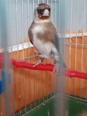 متاح فحل حسون زق يدوي محجل عمره سنه  وطواير حسون ترابي عمر سنه مش محجلات  الرصيفة