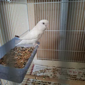 albino love bird