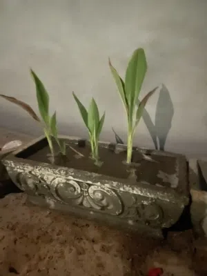 مطلوب كوبتين عربي حضان