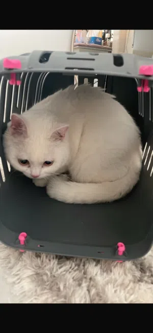 نوعه بريتش شورت هير عمره سنه وشي