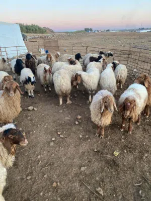 يوجد لدينا جميع انواع الاغنام للحم