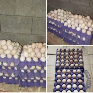 متوفر طبقة بيض دجاج عرب وابو ركيبة