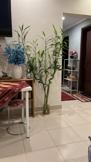 بامبو طولهم اكثر من متر ونص