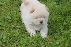 chiot chow chow age 50 jeur vaccine
