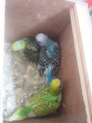 Birds3