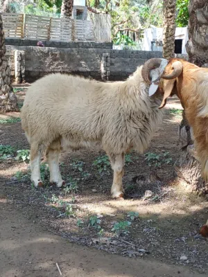 أغنام للبيع