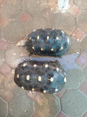 Redfoot tortoies
