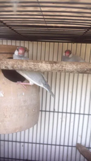 Pigeons various kinds