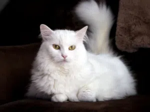 cat stor