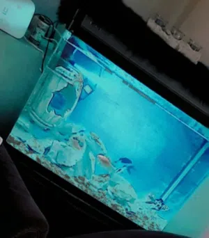 مسمكه للبيع