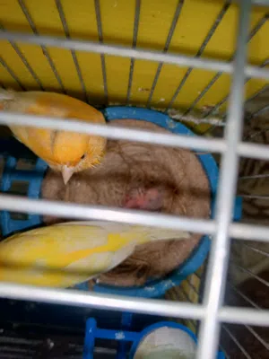 جوز كنار بالصلاة عالنبي