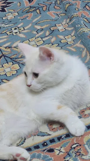 قطط صغار شيرازين 3 أشهر