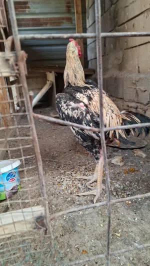 ديج هراتي تركي