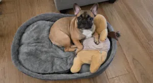 Adorable Fawn French Bulldog "Latte"