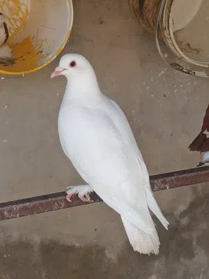 زوز كوبيات عربي للبيع