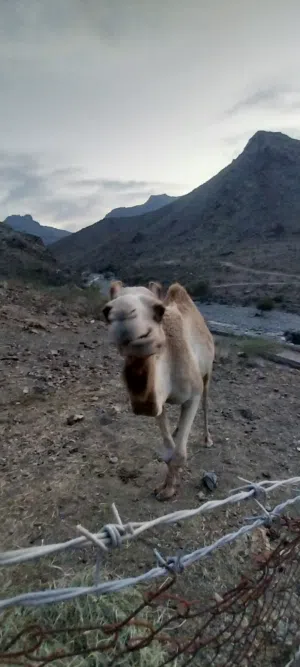 سبب البيع لحاجه الى فلوس وناقه بصحه جيدا جدا   العمر ست سنوات والدت مرا واحدا تصلح حل مزاين  وريس ما