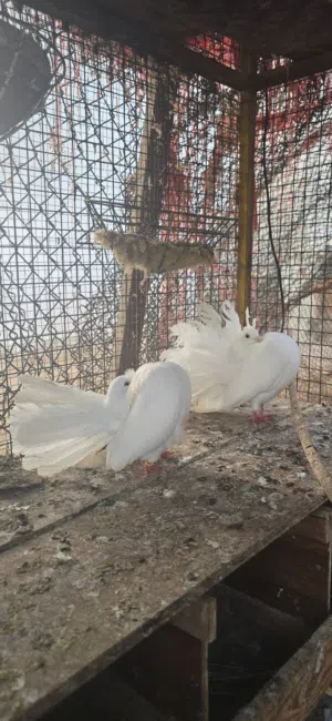 حمام شمسي للبيع