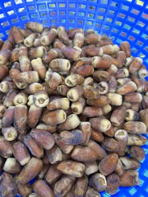 سح نغال انتاج هذي السنه
