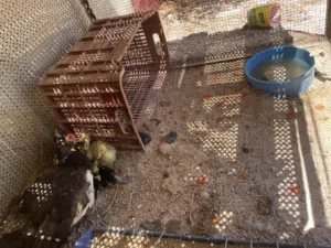 بط اكثر من نوع + بطة مع فراخها