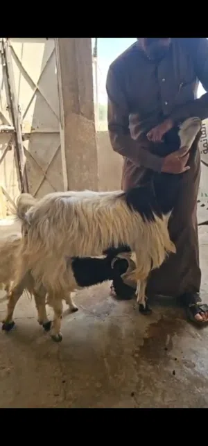 عنز كل جال حبه وراها سخله للبيع