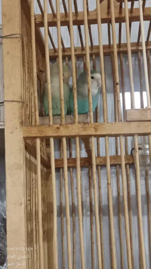 غندوره روز لون مميز ونادر جداً . أقره الوصف مهم