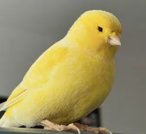 this canary male