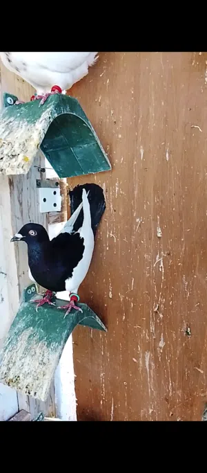5 حبات طيور حمام جوزين كشامرة احمر جوز مرسليات حمر فحول جوز طيور حمام