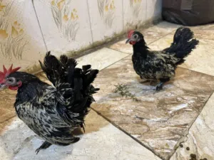 زوج دجاج زينه إسباني على بروسلاين وزوج ديوجه للبيع او مروس حسب رغبة