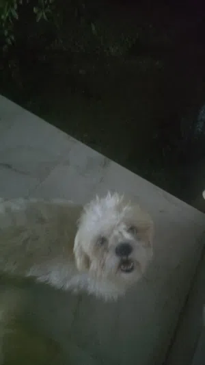 eman 