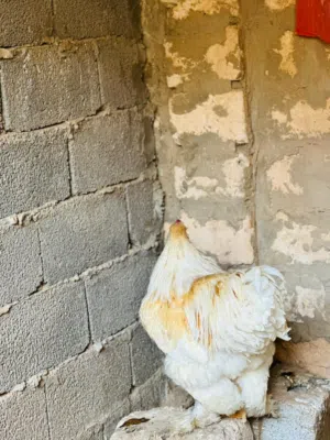 تبارك الرحمن فروج براهمه ليموني