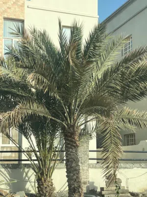 للبيع نغال وخنيزي
