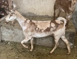 اغنام صلاليه