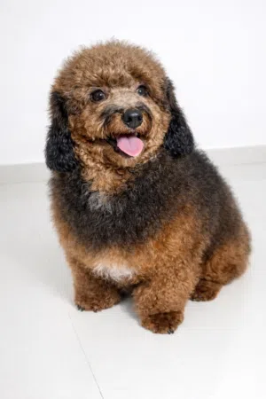 ذكر Phantom Poodle للتزاوج for mating only