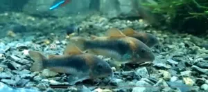 اسماك غوبي مناسبة للانتاج